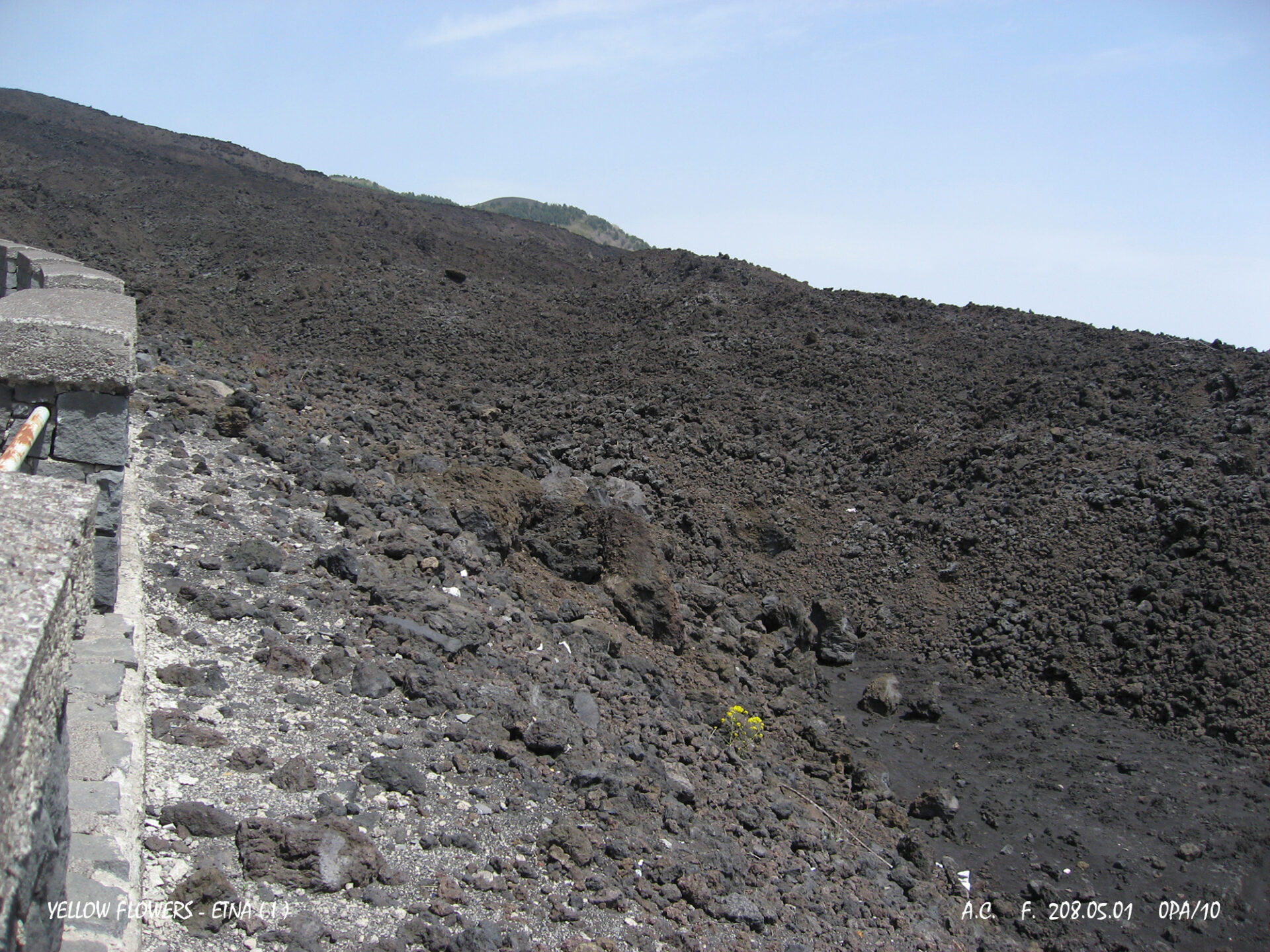 Yellow flowers-Etna(I)-0PAs