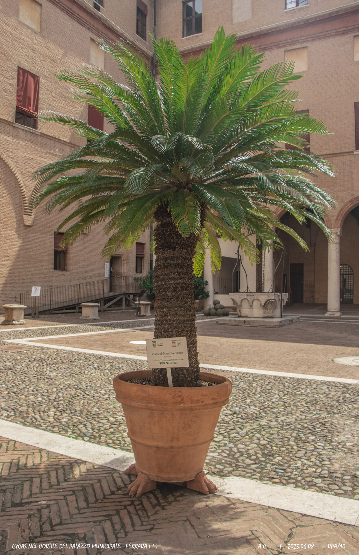Cycas nel cortile del Palazzo municipale-Ferrara(I)-0PAs